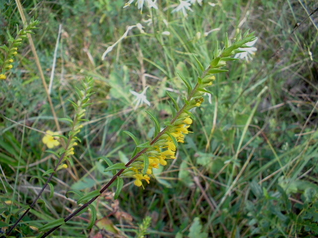 Odontites luteus / Perlina gialla